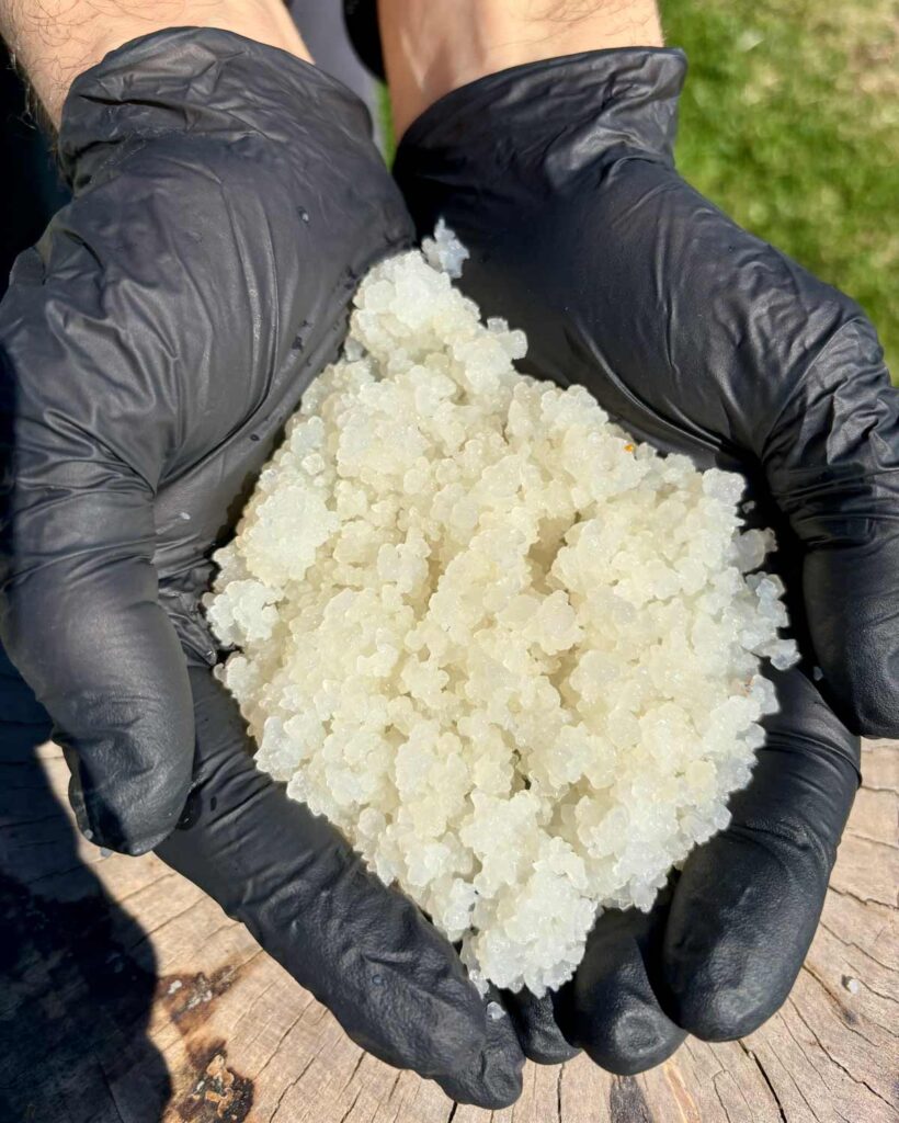 Tibicos o kefir d'acqua, la riscoperta di un fermento antico e misterioso 3 Grani di Tibicos in mano