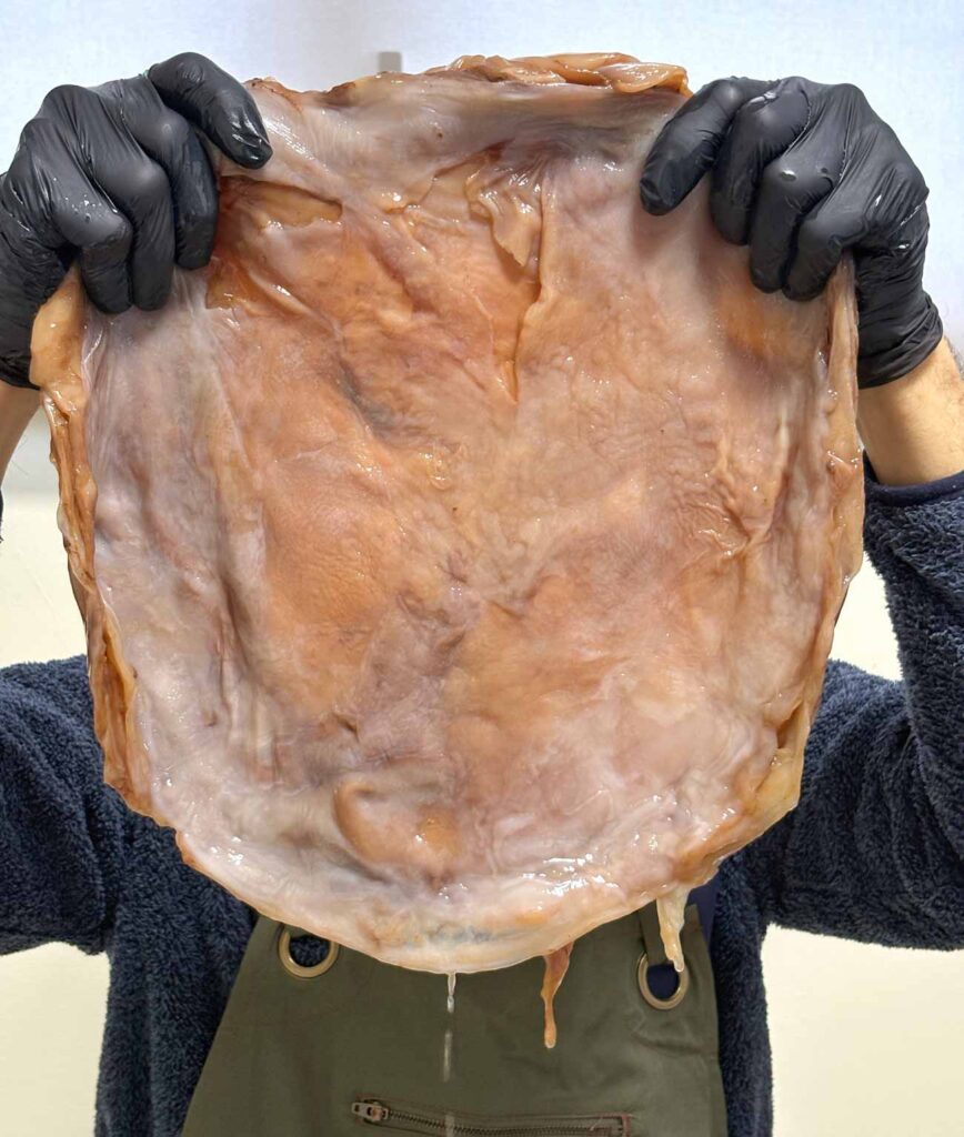 Lo scoby o madre di Kombucha, una visione d'insieme 2 Madre - SCOBY di Kombucha